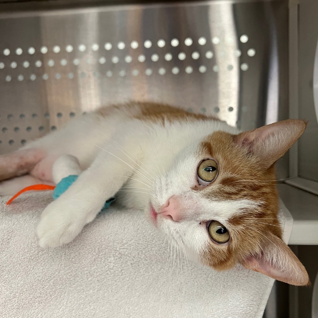 Photo of Simba 5