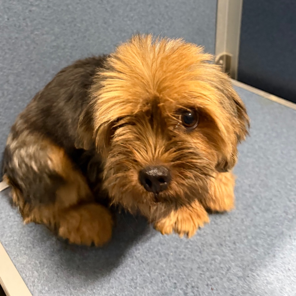 ERINN - MISSOURI (AG26-73) - Terrier, Yorkshire, Yorkie / Mixed Breed (Small) available for adoption