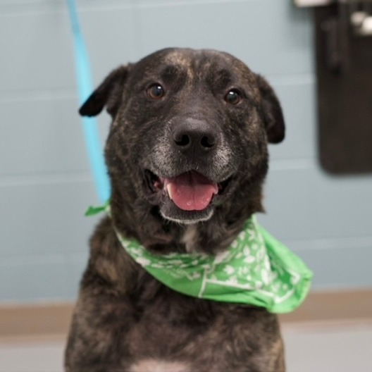 Archie — thumbnail 6