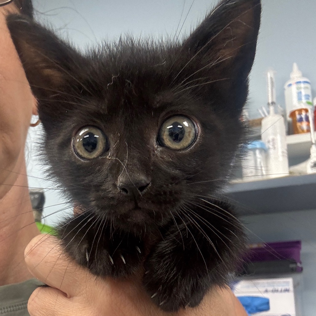 MARS - Domestic Shorthair available for adoption