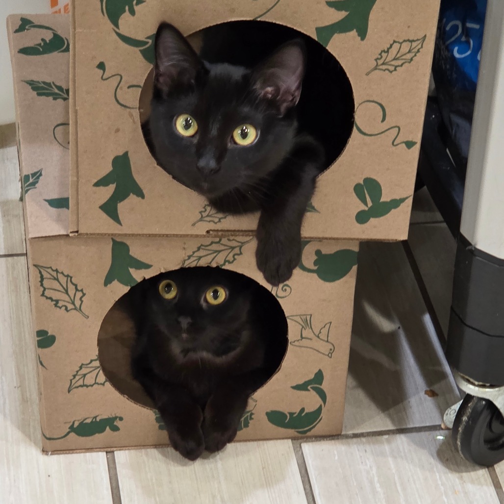 Elmer — thumbnail 2