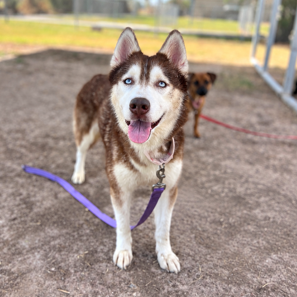 ATHENA - Husky available for adoption