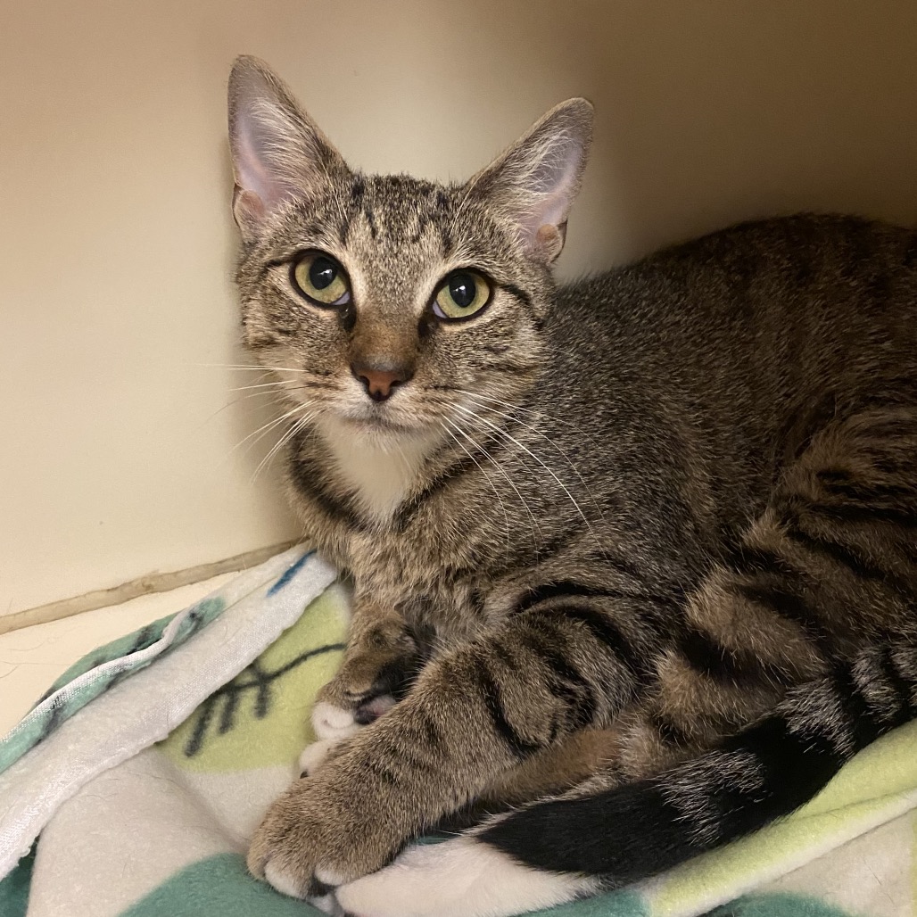 RUNE - Domestic Shorthair available for adoption