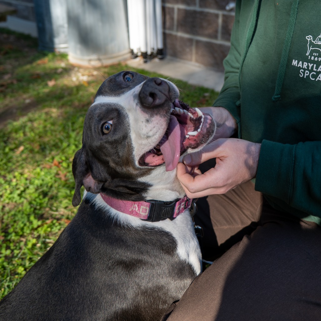 DALLAS - Terrier, American Pit Bull / Mix available for adoption