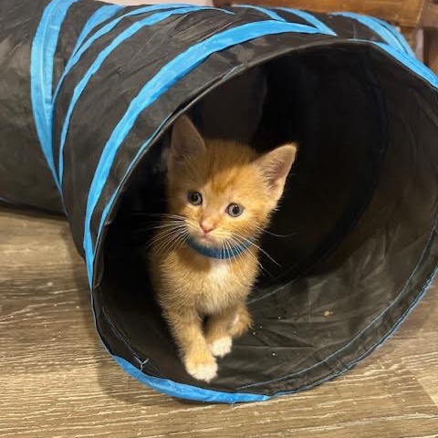 SUNDROP - Domestic Shorthair available for adoption