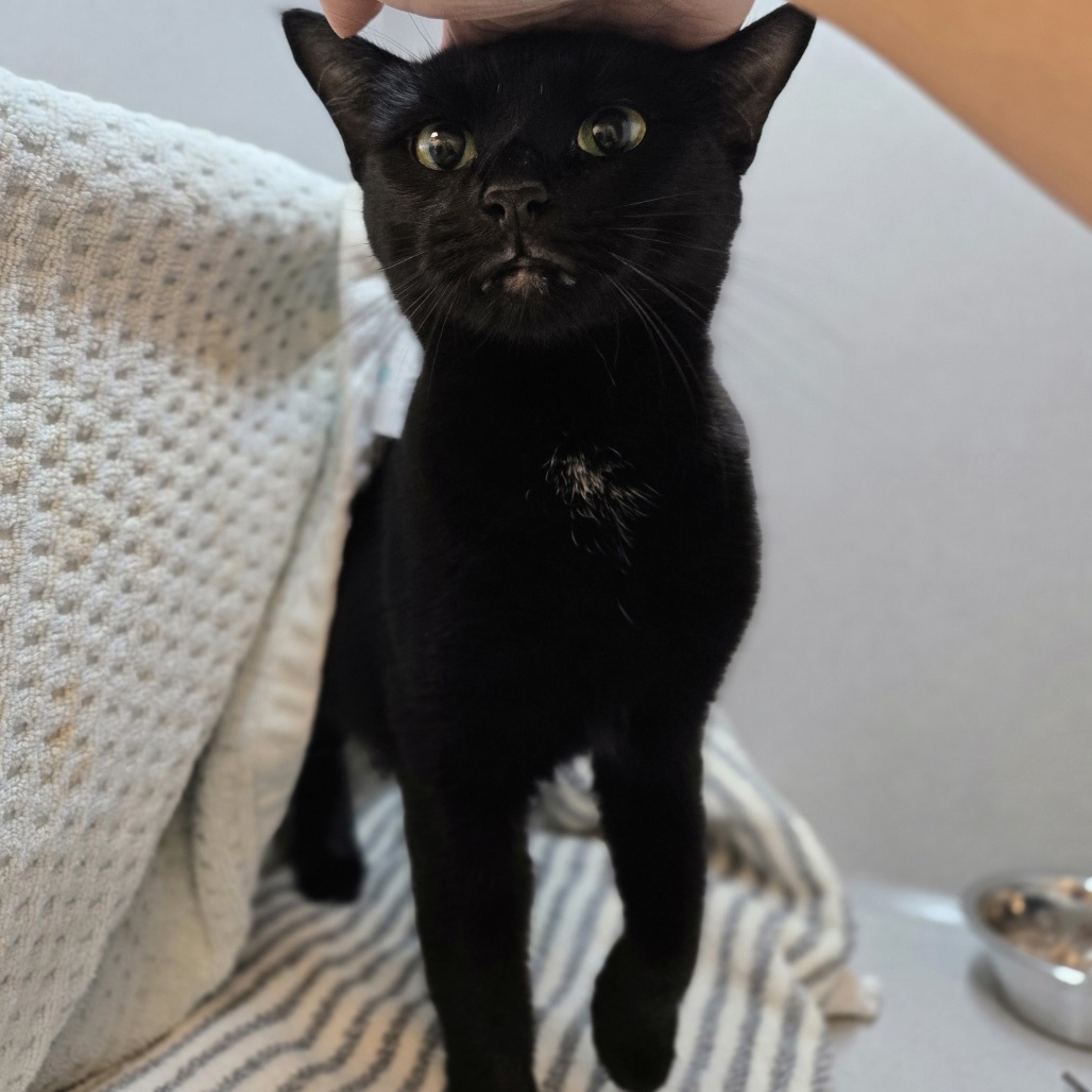 Photo of Luna 4