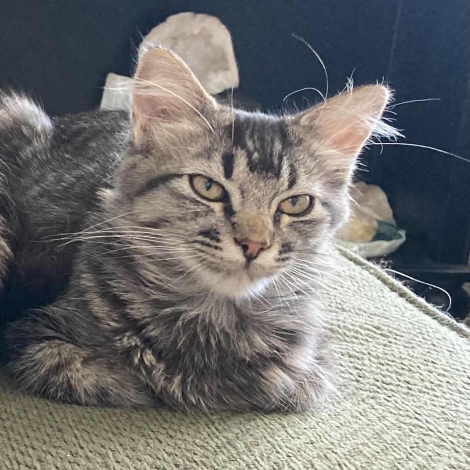 DAPHNE - Domestic Longhair available for adoption