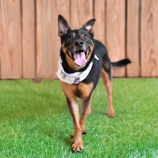 Marley, photo 6
