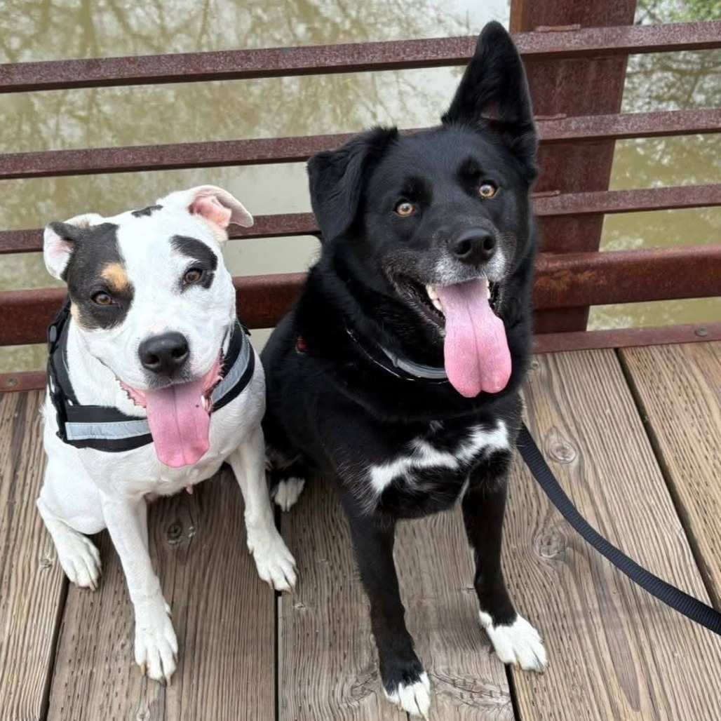 Ella — thumbnail 2