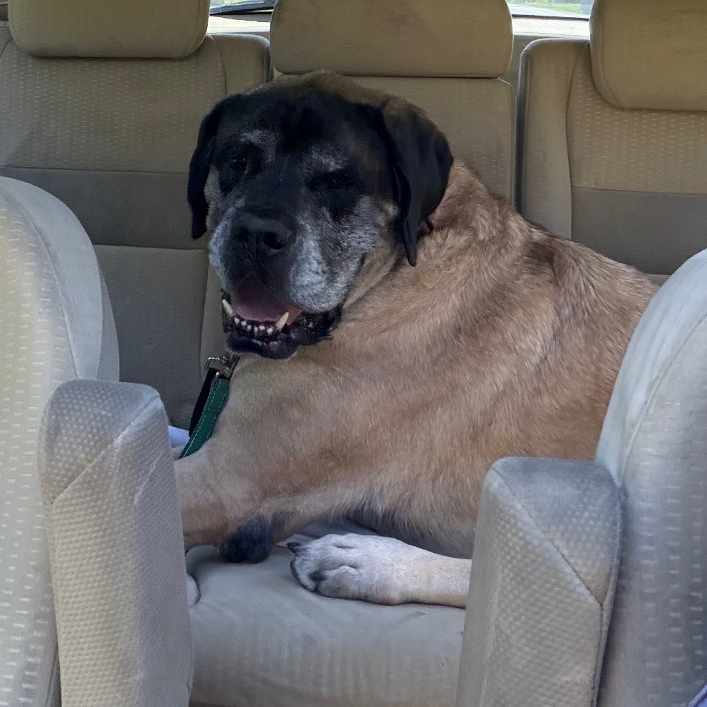 Bentley, photo 13