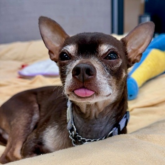KOBE - Chihuahua available for adoption