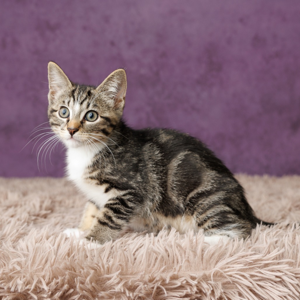 Sam Cat, photo 3