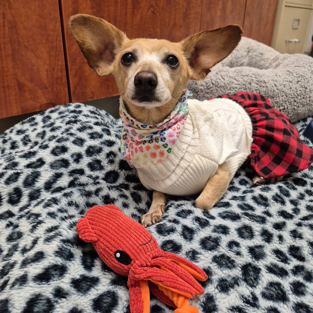 Pixie, photo 2