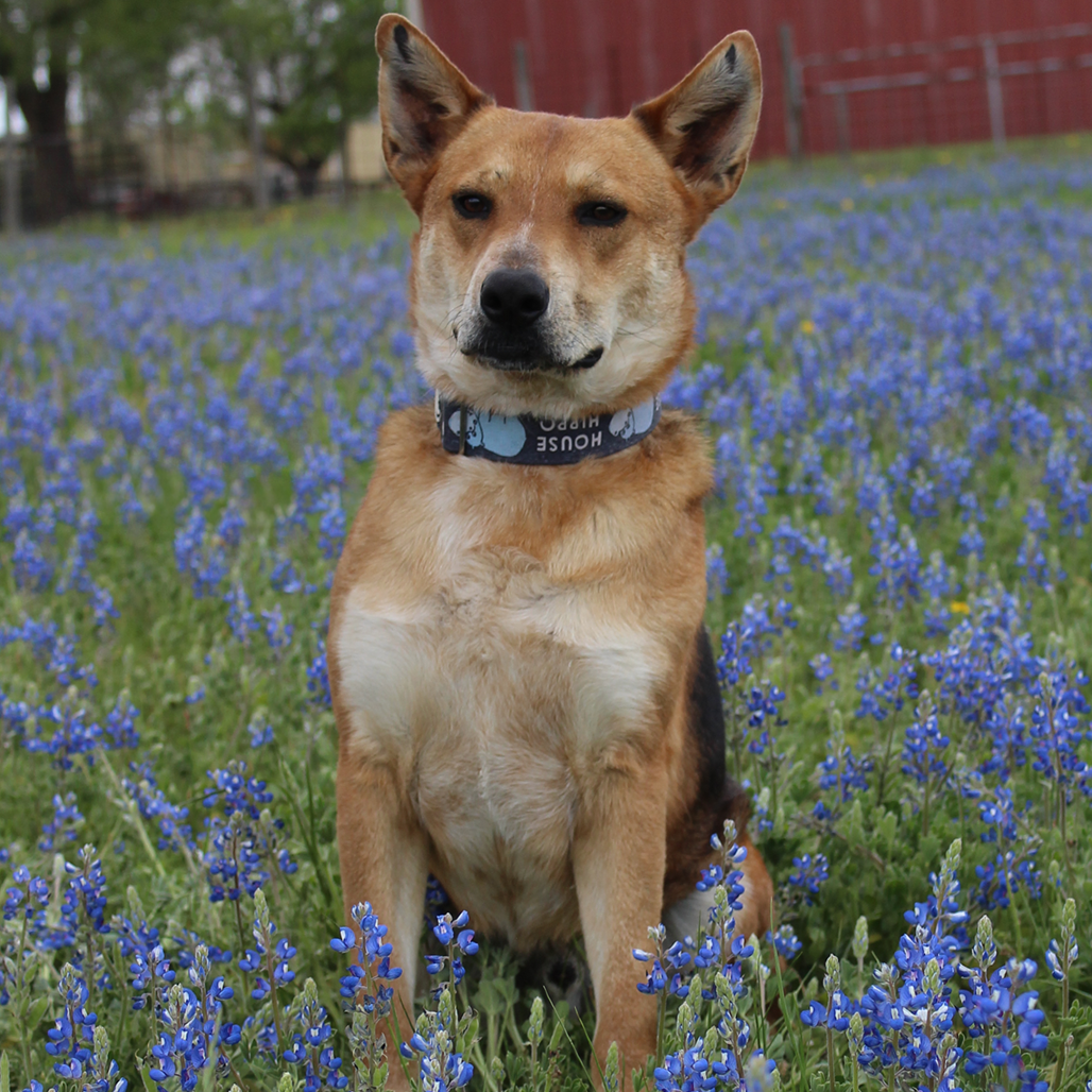 Reagan, photo 11