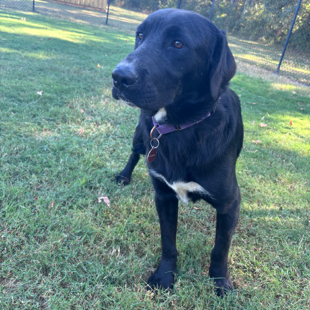 Burt, photo 4