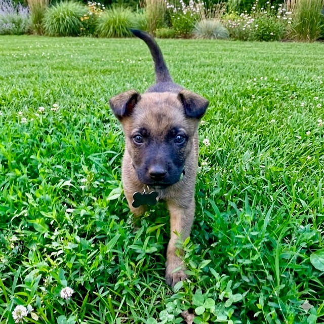 ARNOLD