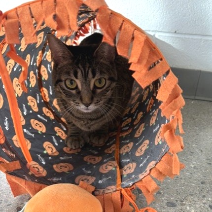 Stormy (AKA Eepy), photo 7