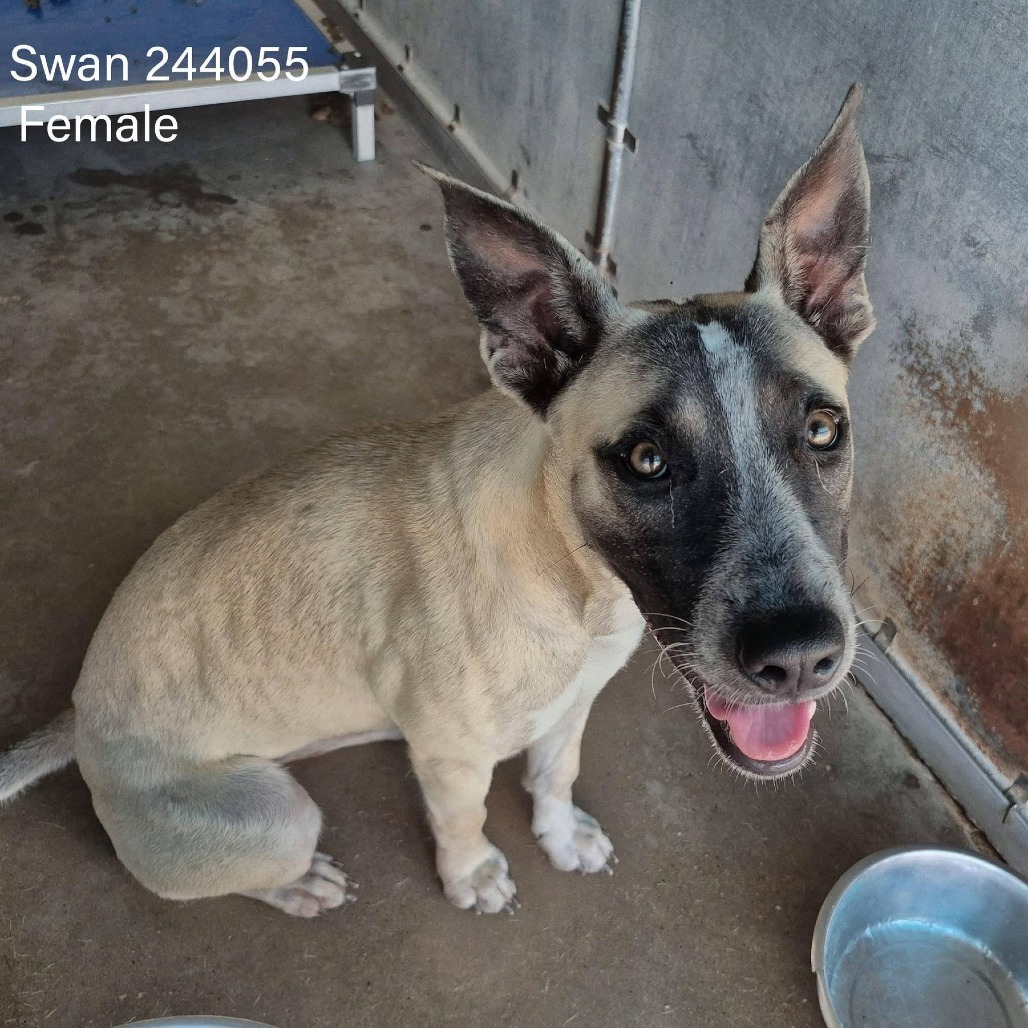 BELLA SWAN - Shepherd / Mixed Breed (Medium) available for adoption