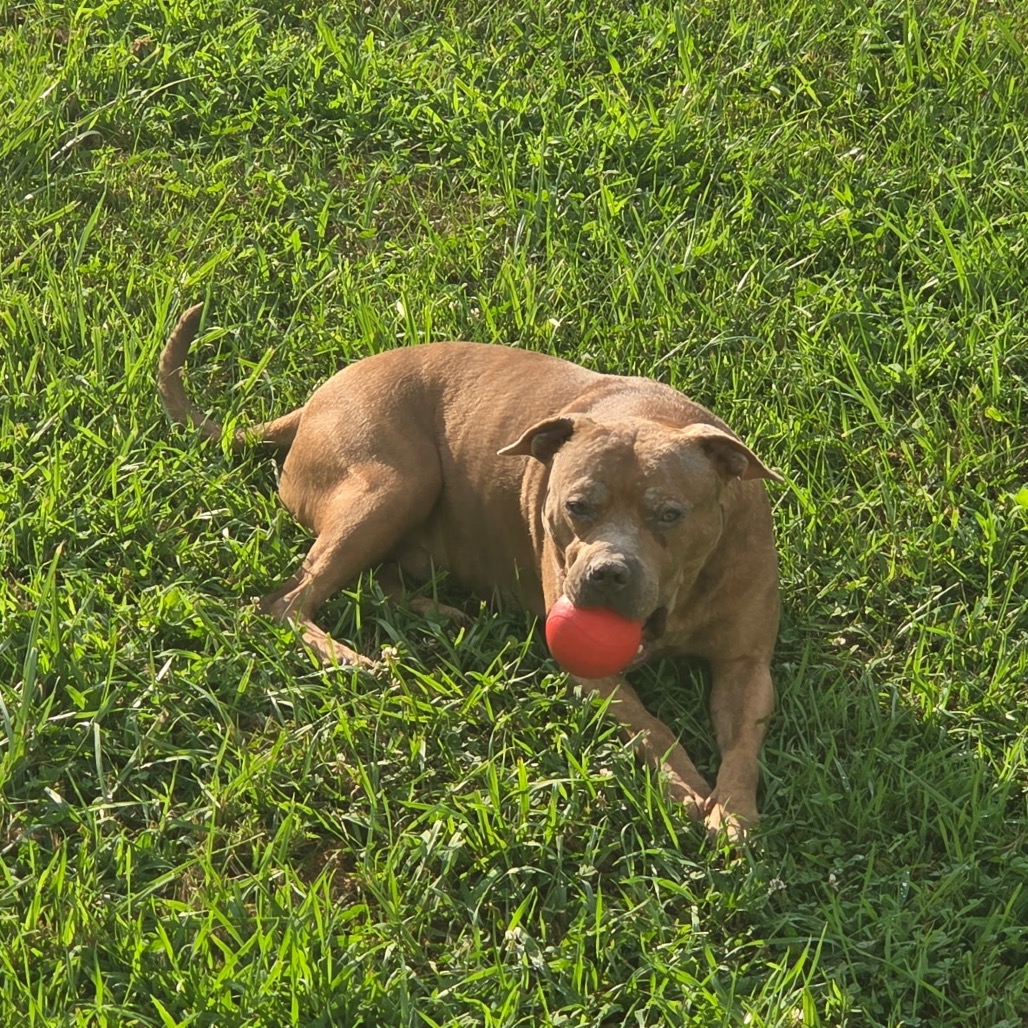 Freddy (Formerly Lieutenant), photo 12
