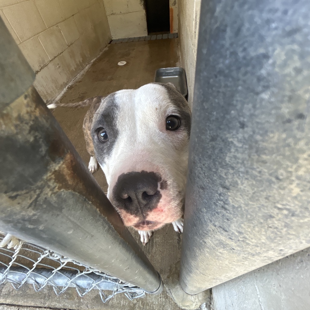 MISDEMEANOR - Bulldog / Terrier, Pit Bull for adoption in Chattanooga