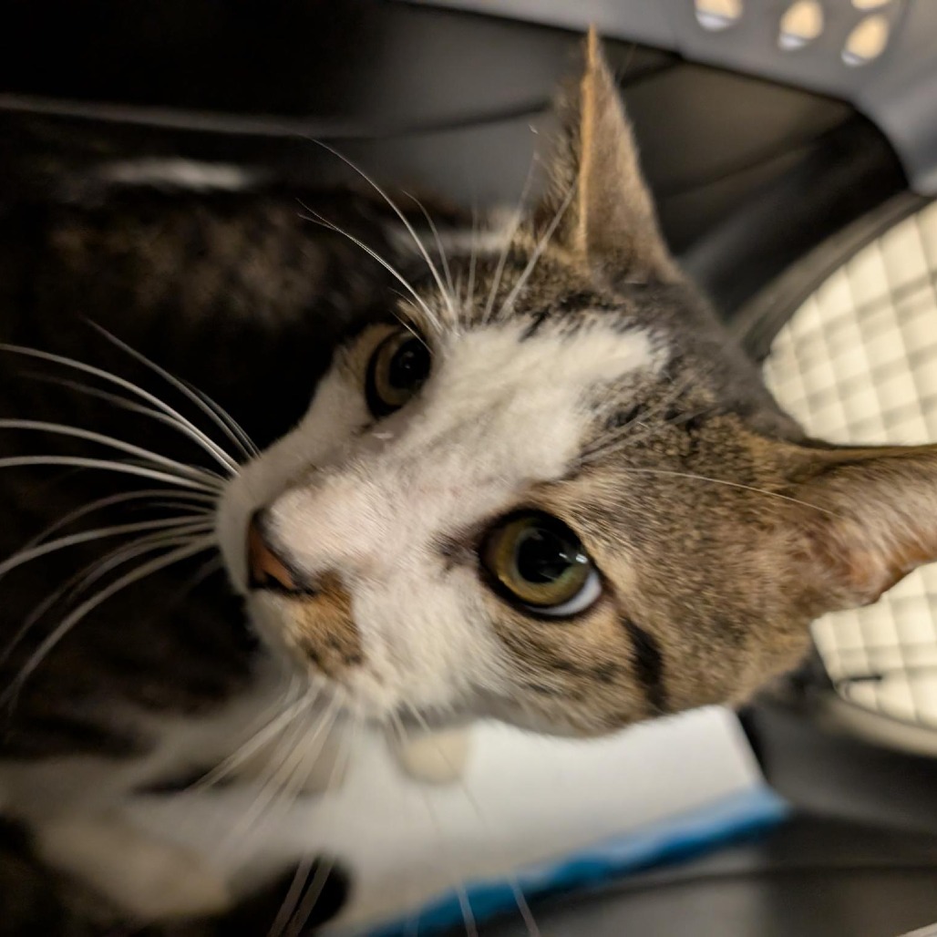 MONGOOSE - Domestic Shorthair for adoption in Baltimore