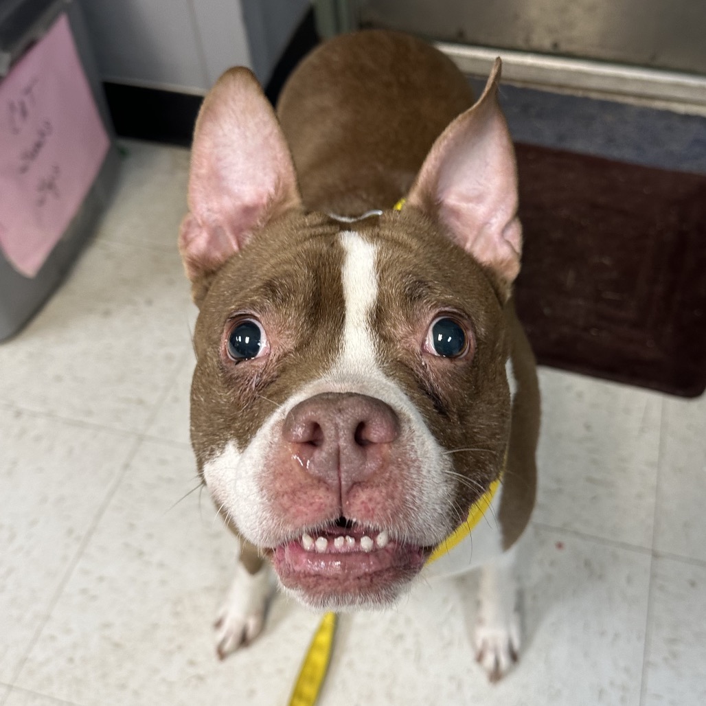 Hershey — thumbnail 2