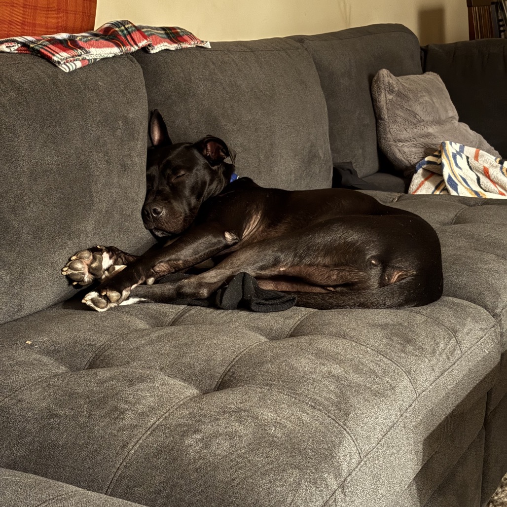 Bowser, photo 16