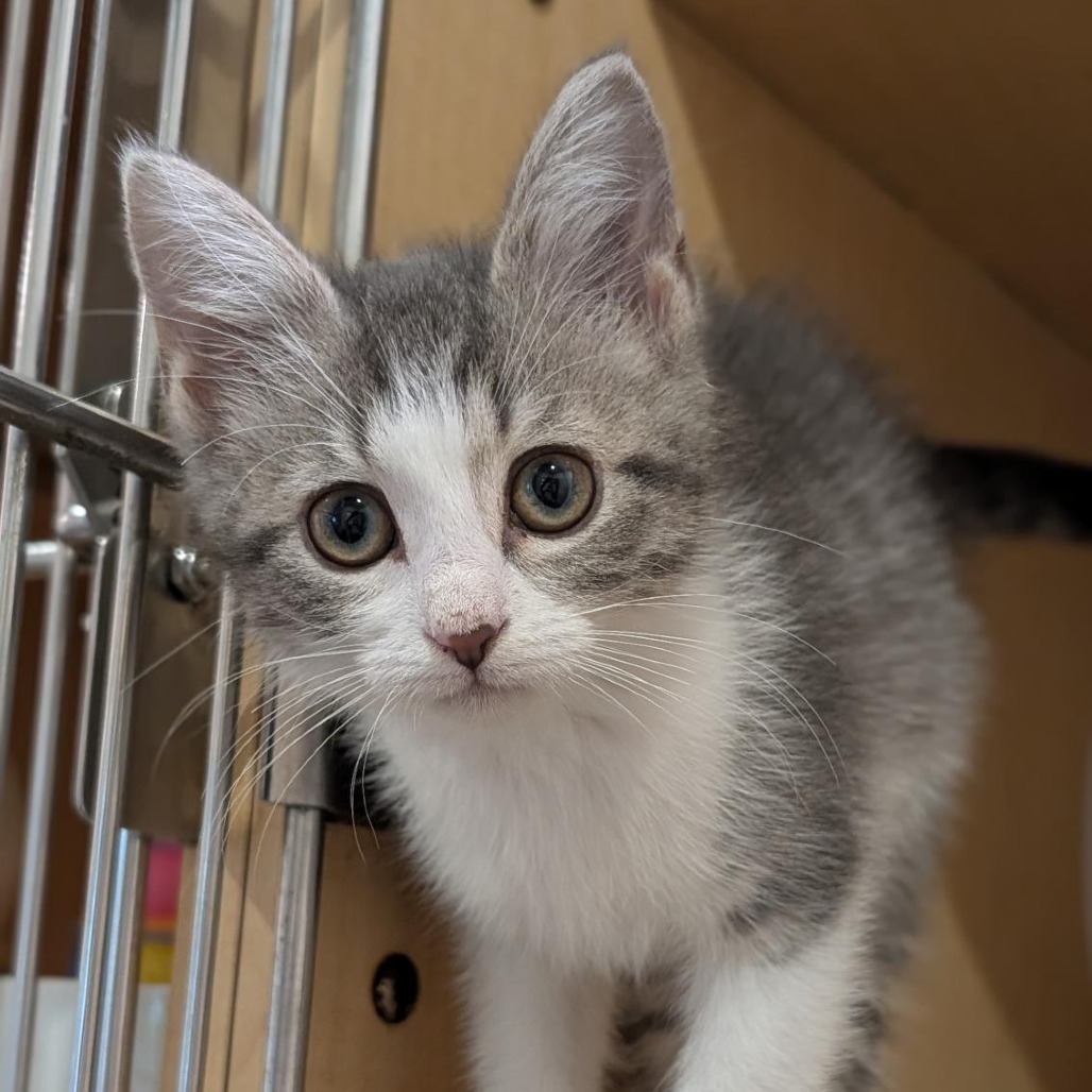 SOFA - Domestic Shorthair available for adoption