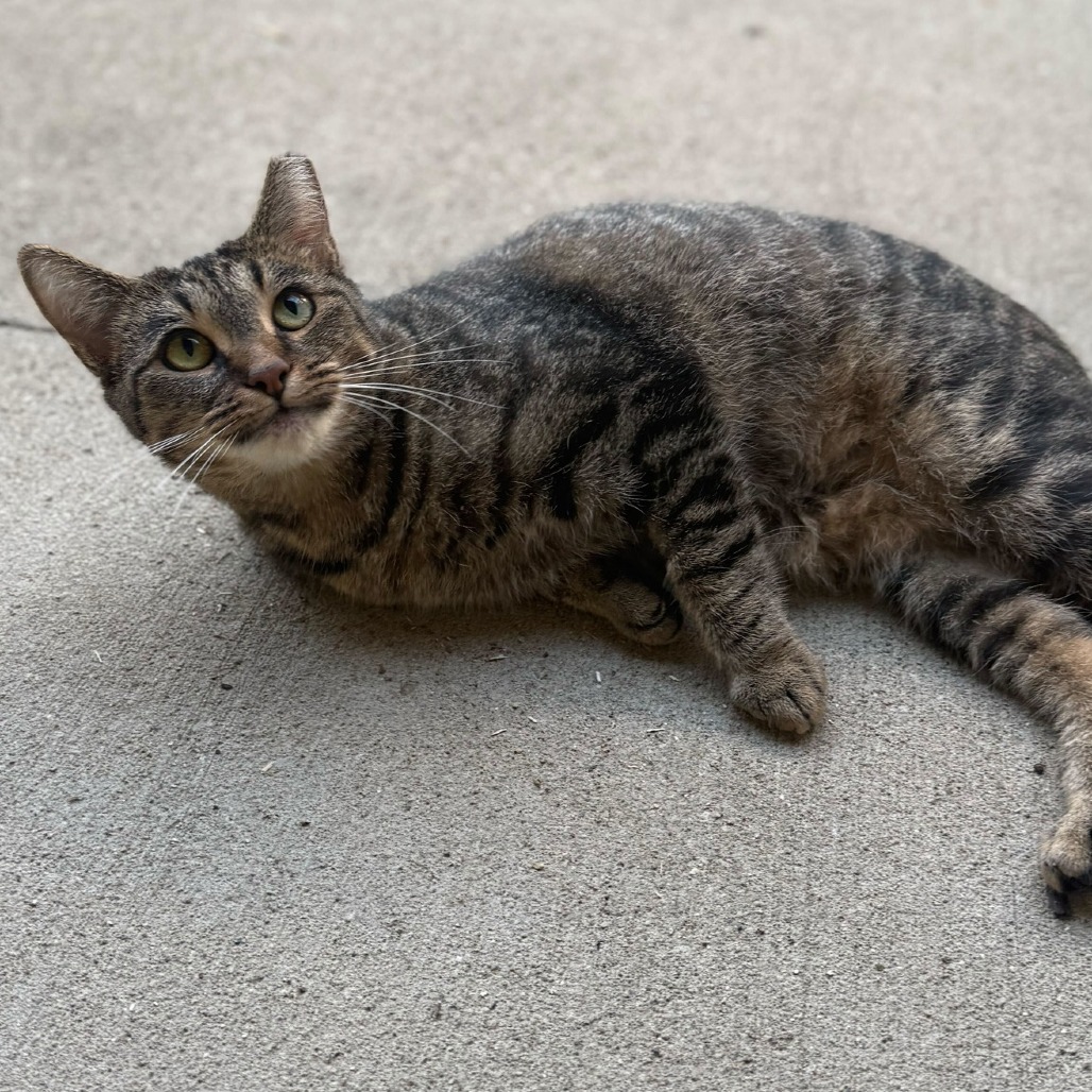 MARIGOLD - Domestic Shorthair available for adoption