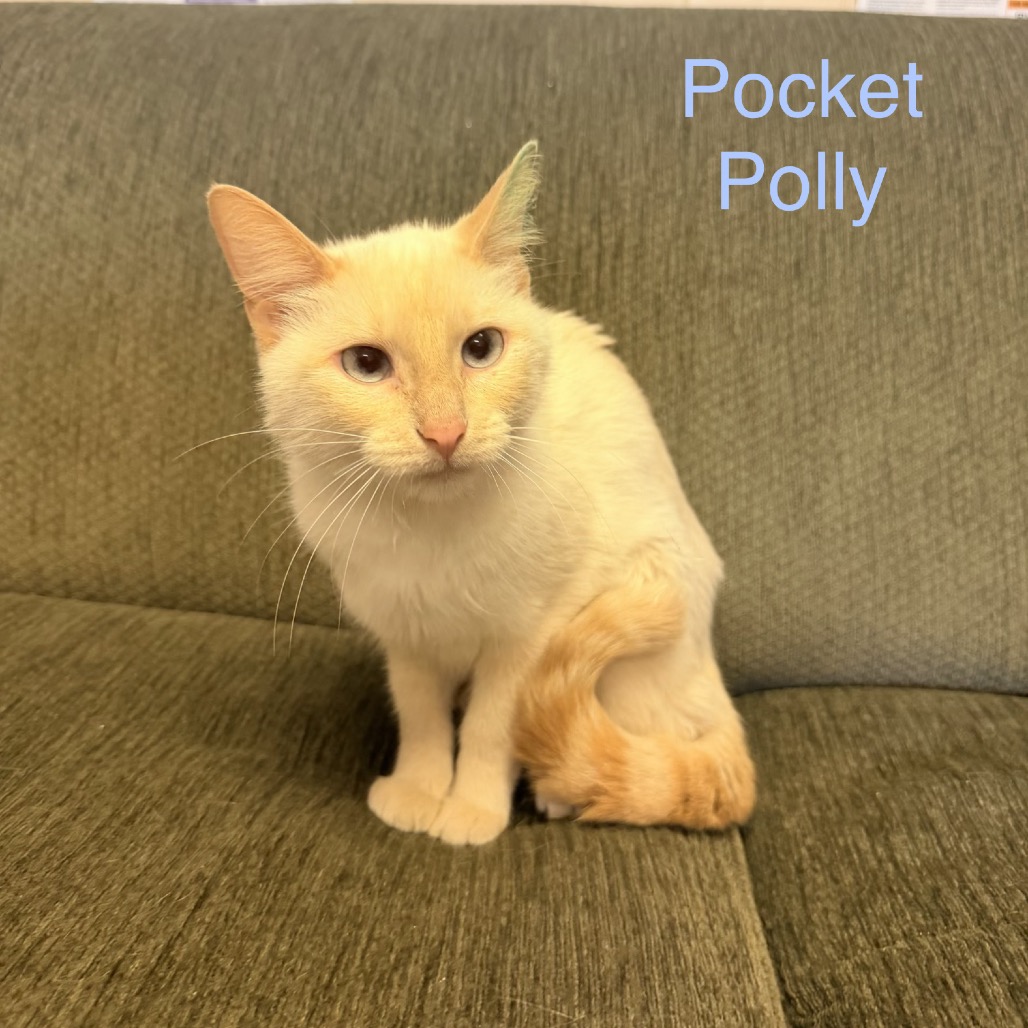 Pocket Polly