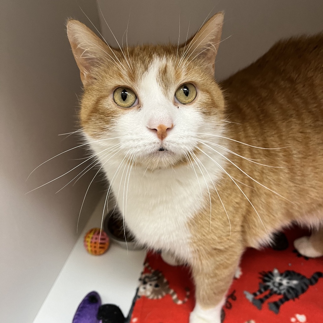 Butterscotch — thumbnail 4