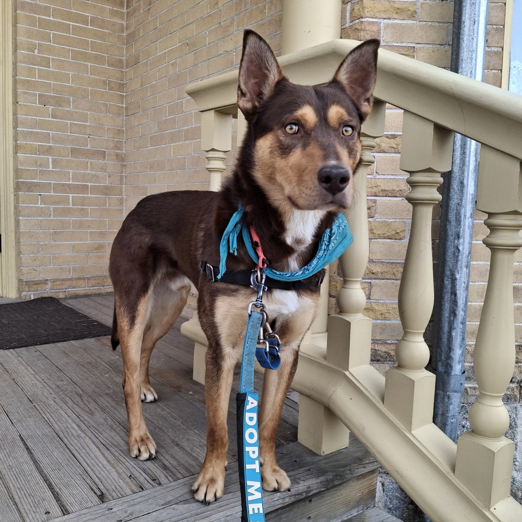 Pedro Pawscal — thumbnail 4