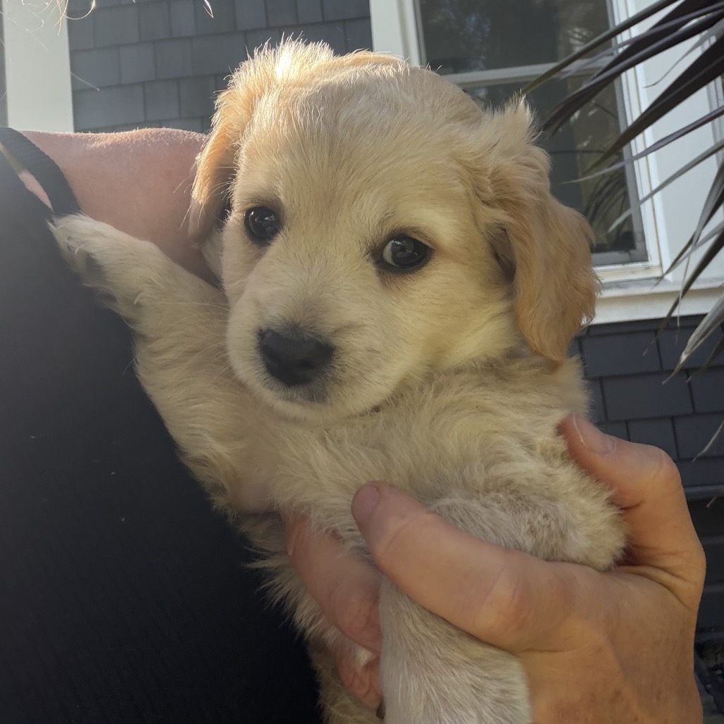 PRESLEY, photo 11