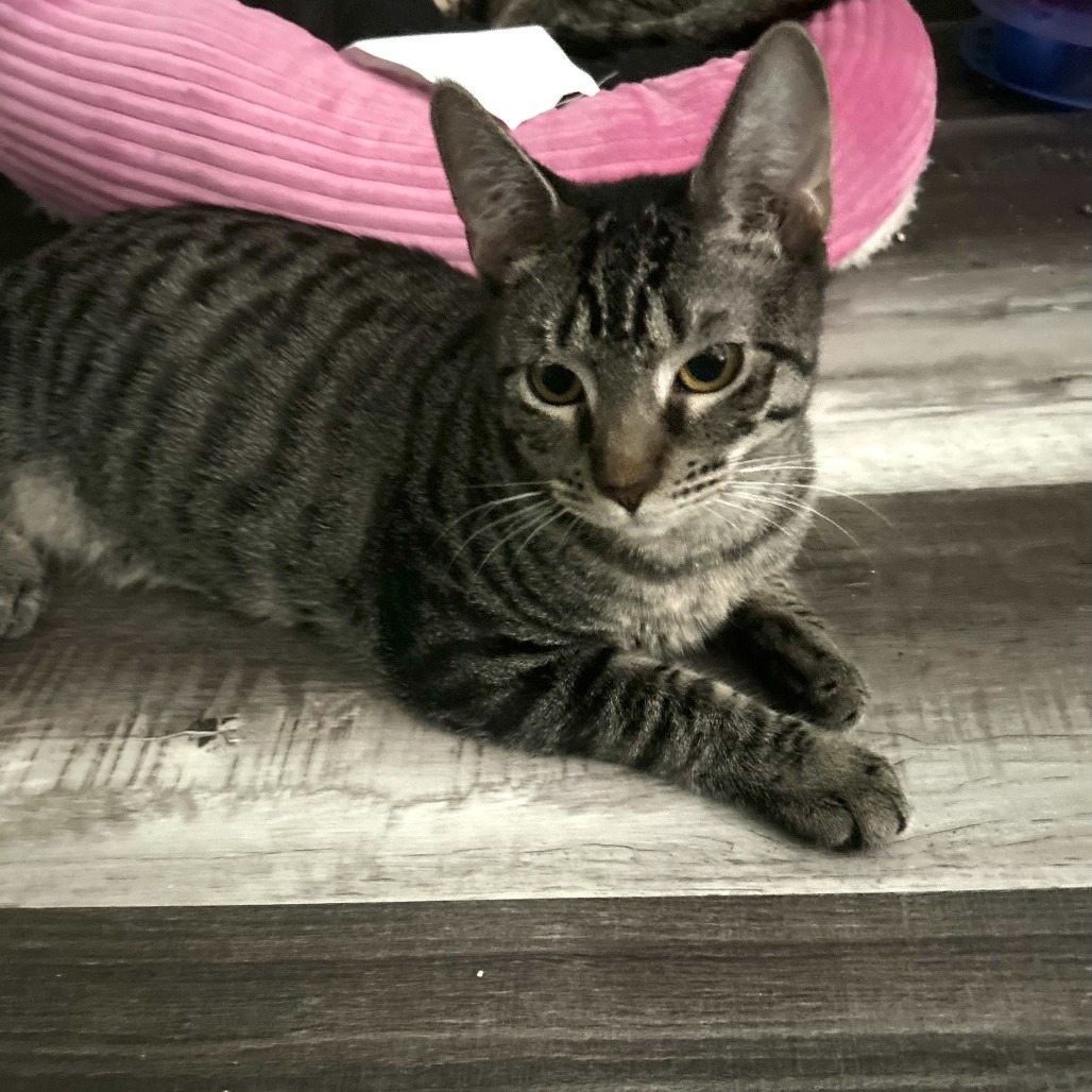 Amaretto, photo 3