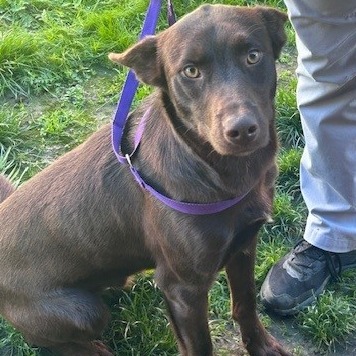 Kennel#5 Hank's preview photo