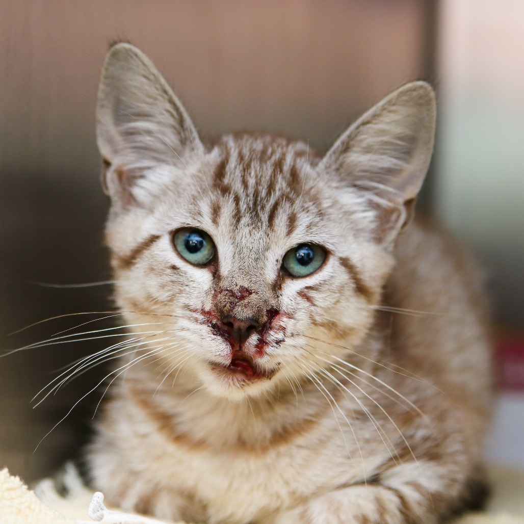 CLIPPY - Siamese / Domestic Shorthair available for adoption