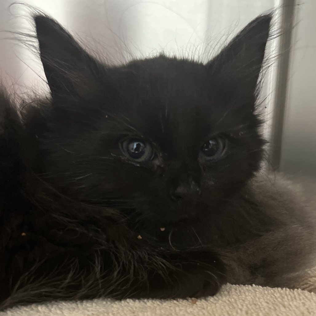 GOBLIN (ADOPTION PENDING) - Domestic Longhair available for adoption