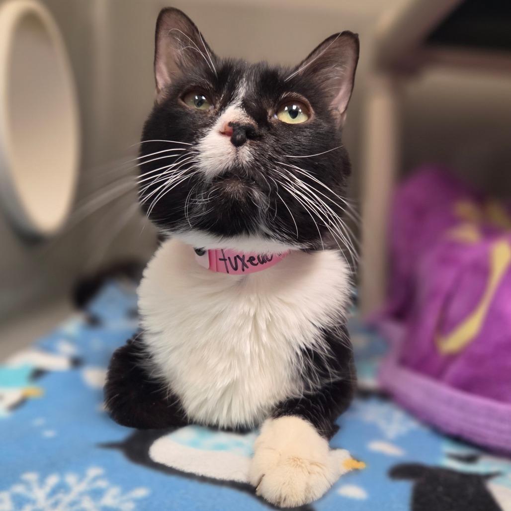 Tuxedo