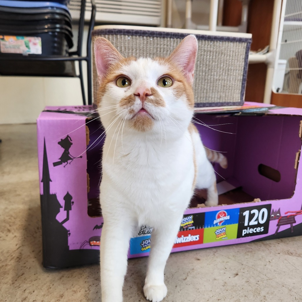 Mango, photo 17