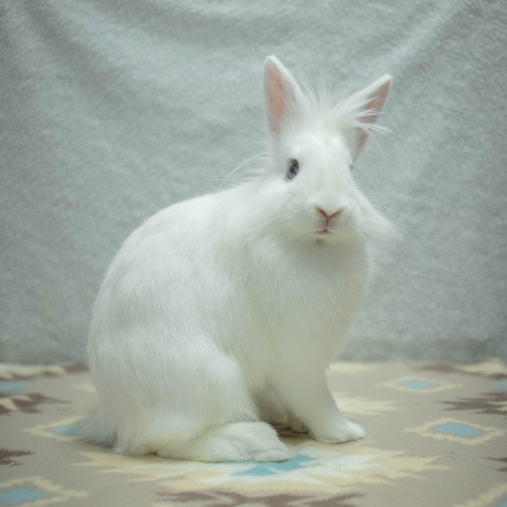 Penny (bonded to Chowder), photo 9