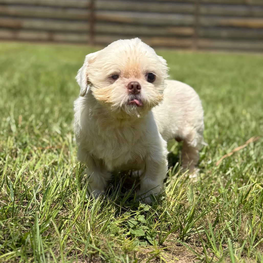 Camo Rescue Tobi V. is available for adoption at CAMO Rescue