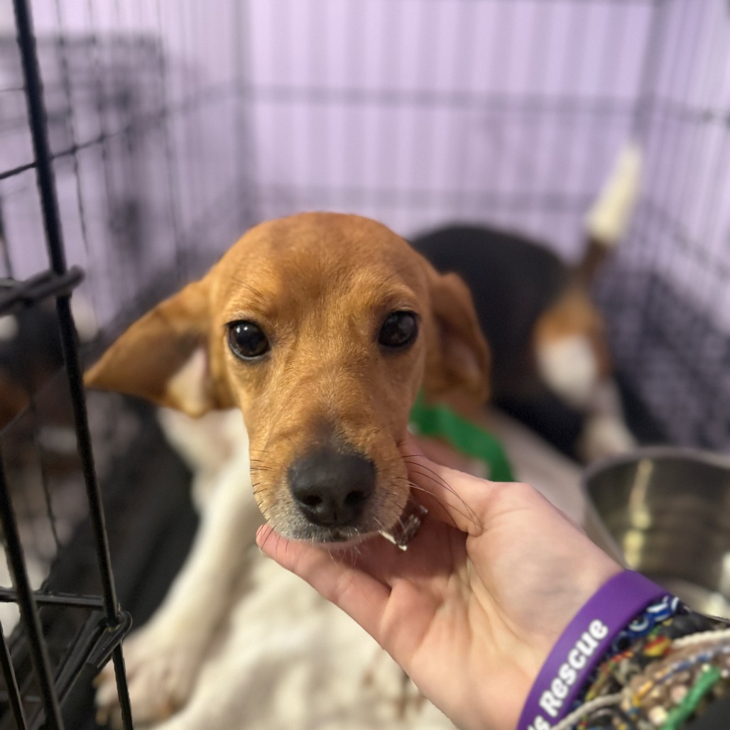 Beagle