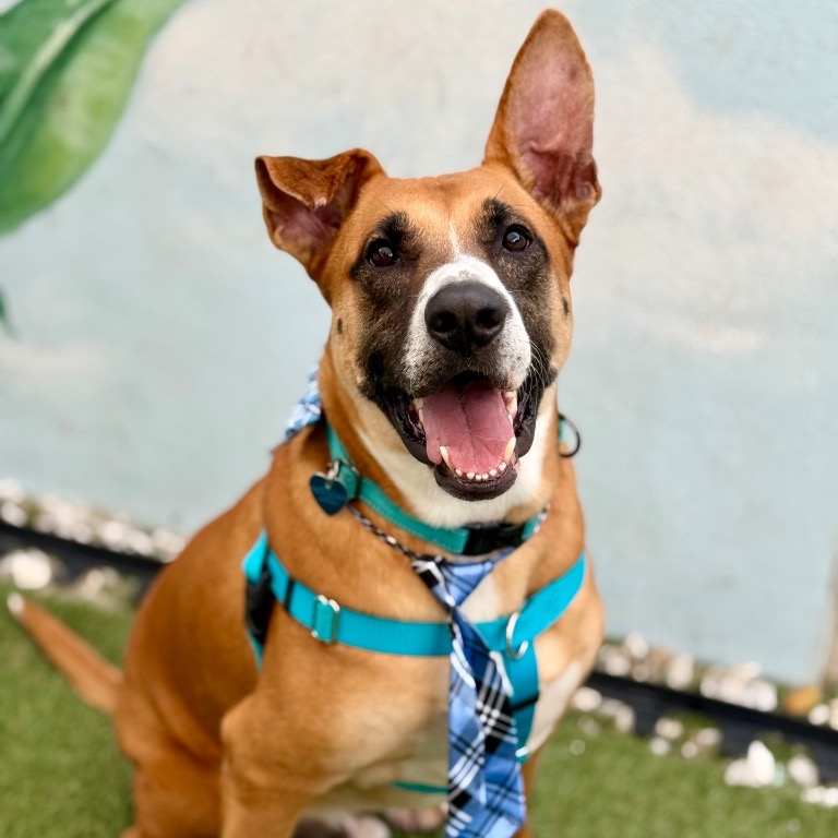 Another portrait of Peele