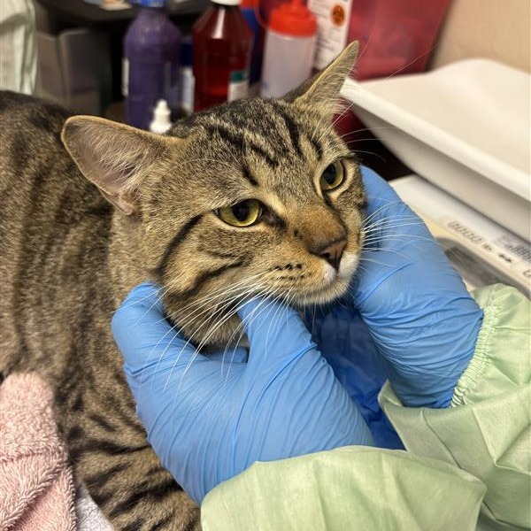 BEAUFORT - Domestic Shorthair available for adoption