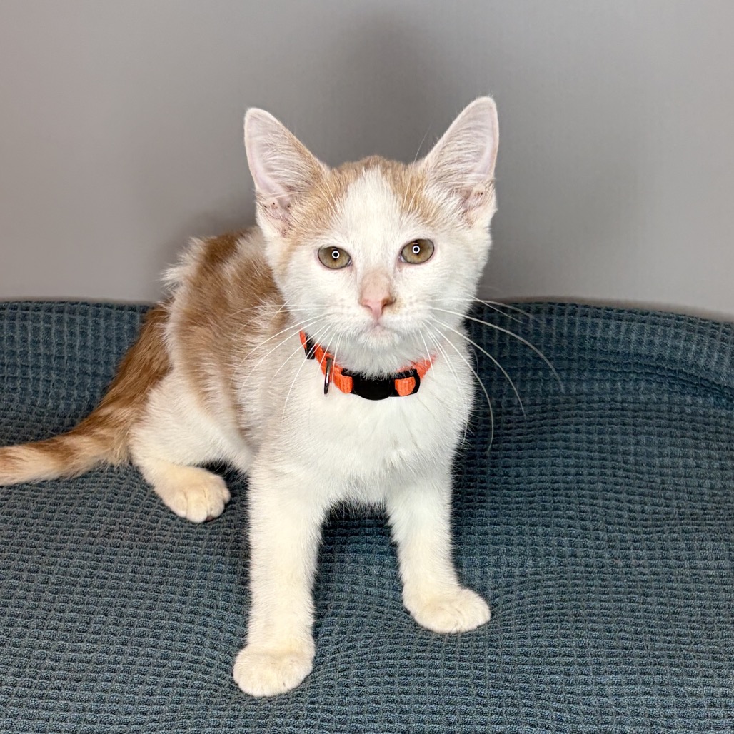 OZZY - Domestic Shorthair available for adoption