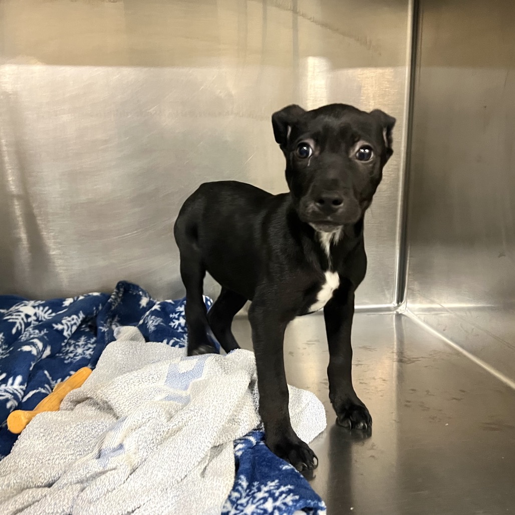 Georgia, available for adoption at PVAS