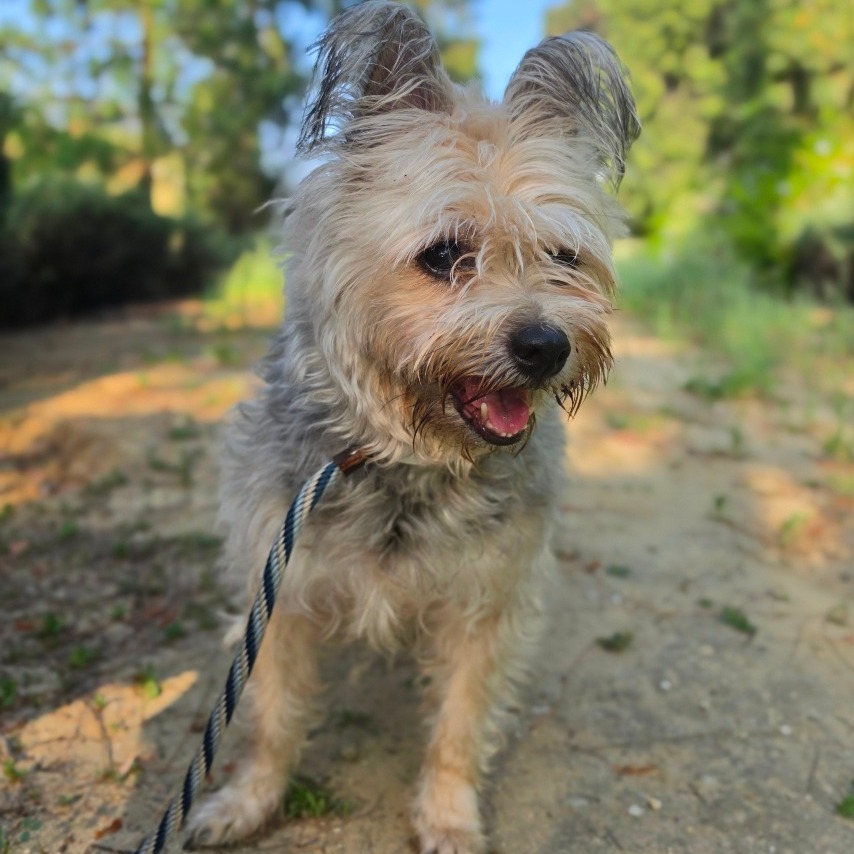Bolita - Costa Mesa Location is available for adoption at Priceless Pets