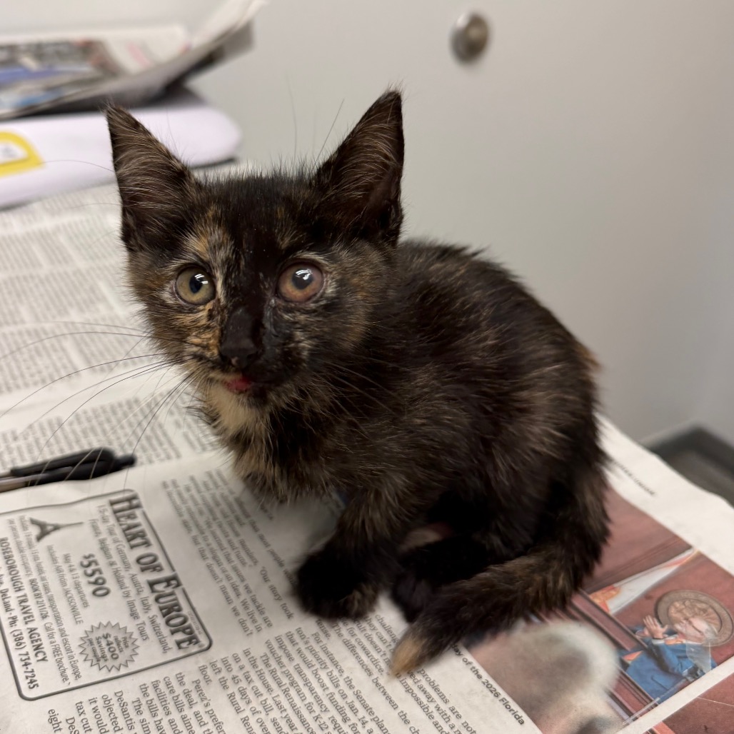 BLUEY - Domestic Shorthair available for adoption