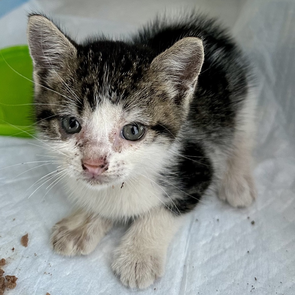 PINSY - Domestic Shorthair / Mix available for adoption
