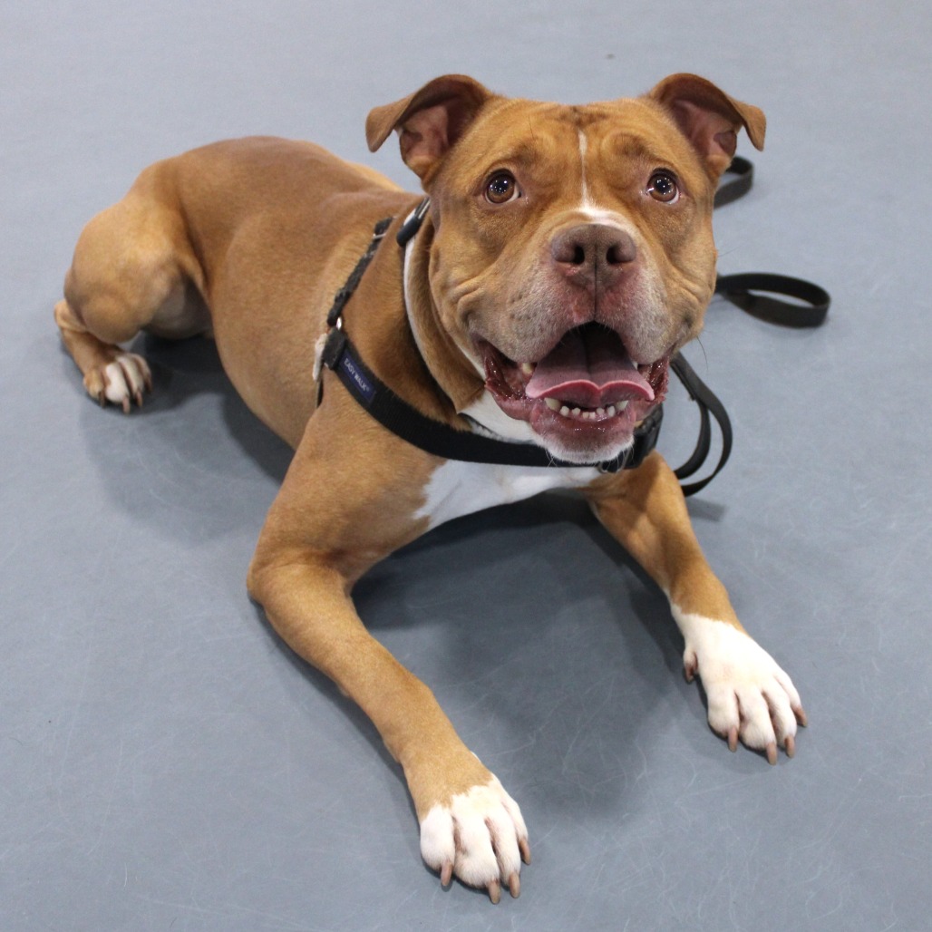 Simba — thumbnail 5